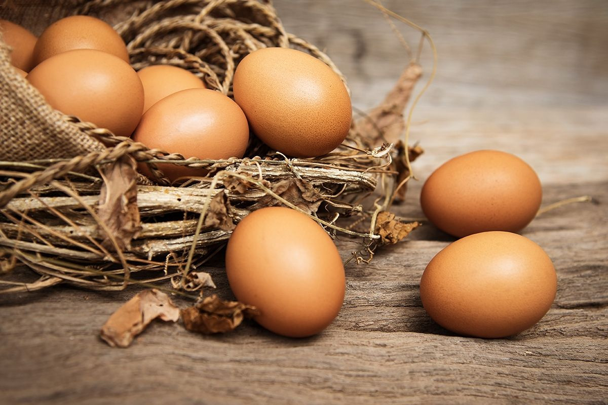 Manfaat Telur Organik